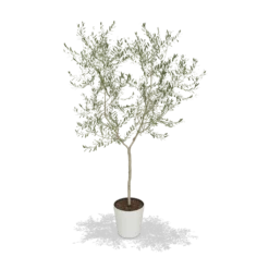 Fast Growing Trees Arbequina Olive Tree