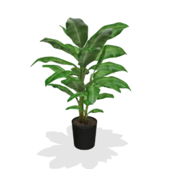 Fast Growing Trees Dwarf Cavendish Banana Tree