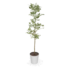 Fast Growing Trees Avocado Trees Cold Hardy Avocado Tree 12 Fast Growing Trees Avocado Trees Cold Hardy Avocado Tree