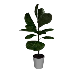 Fast Growing Trees Fiddle-Leaf Fig Tree