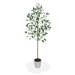 Fast Growing Trees Hass Avocado Tree 12 Fast Growing Trees Hass Avocado Tree