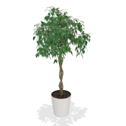 Fast Growing Trees Air Purifying House Plants Braided Benjamina Ficus Tree