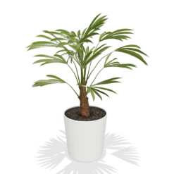 Fast Growing Trees Windmill Palm Tree