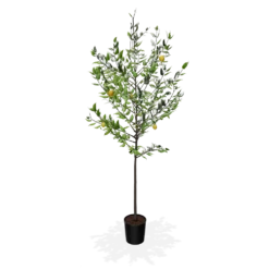 Fast Growing Trees Meyer Lemon Tree