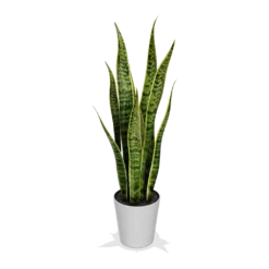 Fast Growing Trees Air Purifying House Plants Snake Plant 33 Fast Growing Trees Air Purifying House Plants Snake Plant