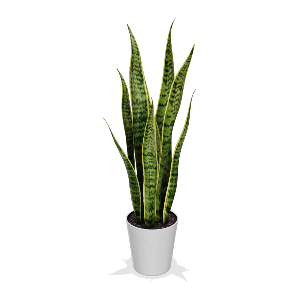 Fast Growing Trees Air Purifying House Plants Snake Plant 5 Fast Growing Trees Air Purifying House Plants Snake Plant