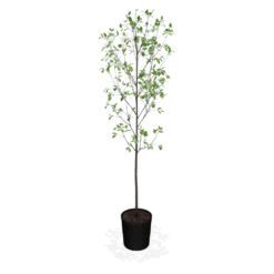 Fast Growing Trees Apple Trees Honeycrisp™ Apple Tree 8 Fast Growing Trees Apple Trees Honeycrisp™ Apple Tree