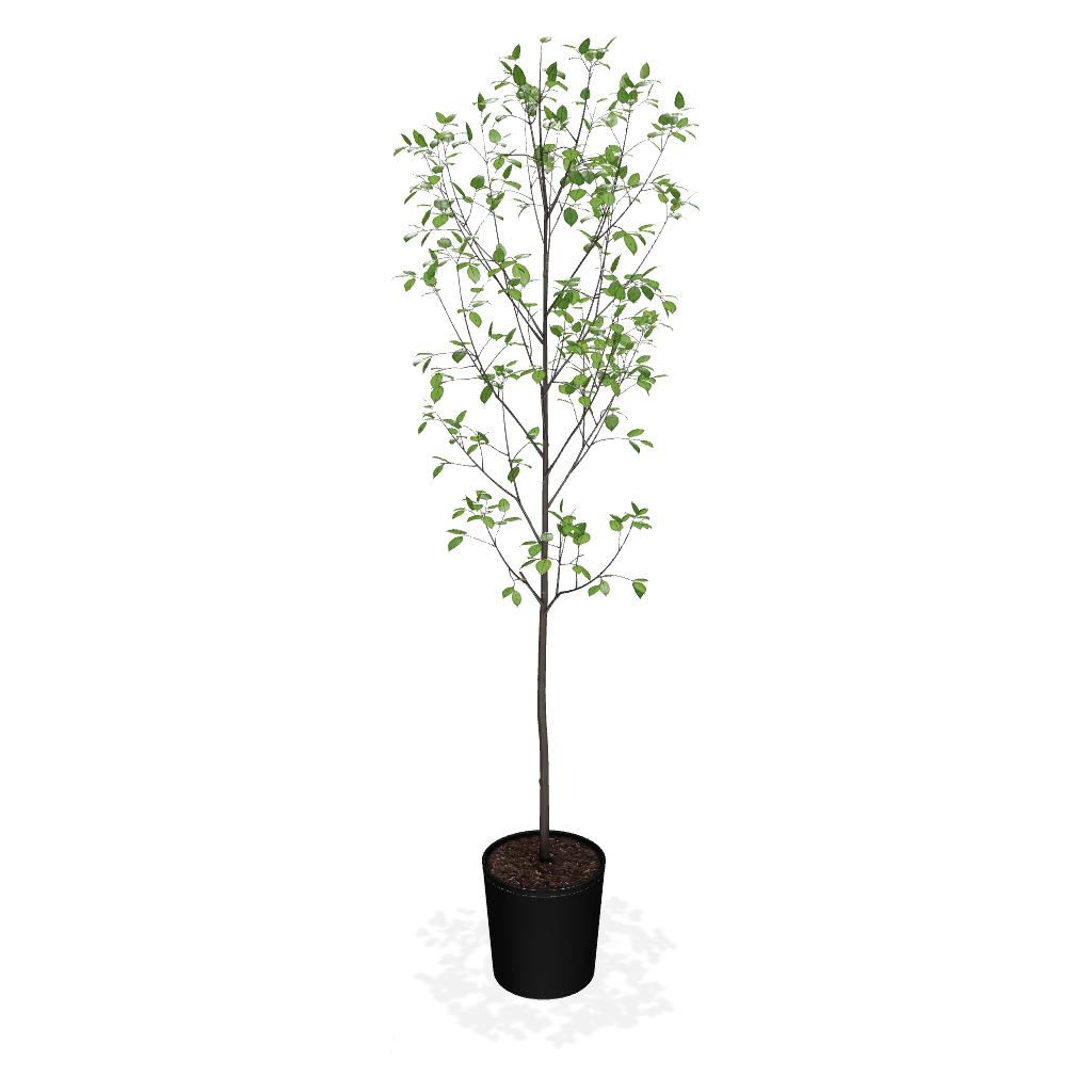 Fast Growing Trees Apple Trees Honeycrisp™ Apple Tree 4 Fast Growing Trees Apple Trees Honeycrisp™ Apple Tree