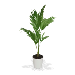 Fast Growing Trees Christmas Palm Palm Trees