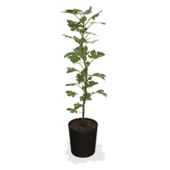 Fast Growing Trees Chicago Hardy Fig Tree