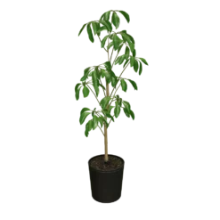 Fast Growing Trees Carefree House Plants Umbrella Tree 13 Fast Growing Trees Carefree House Plants Umbrella Tree