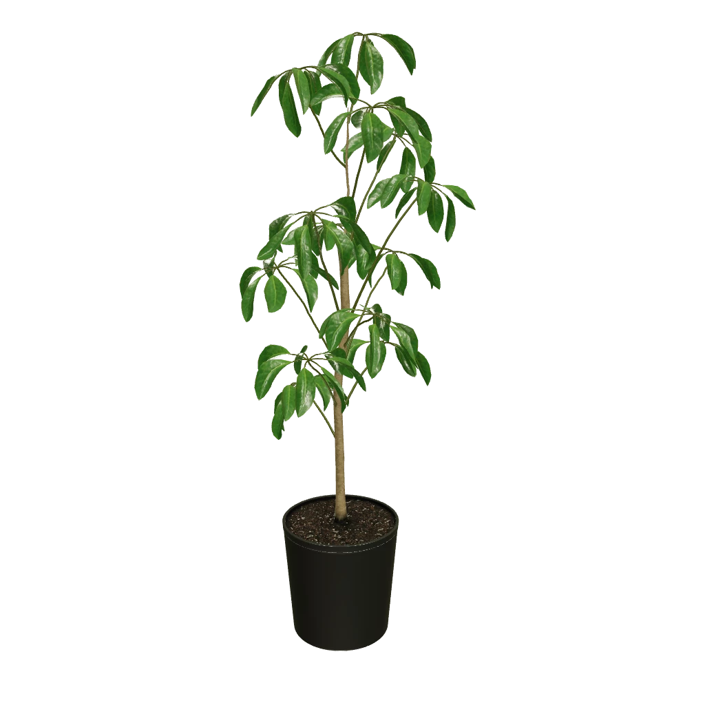 Fast Growing Trees Carefree House Plants Umbrella Tree 5 Fast Growing Trees Carefree House Plants Umbrella Tree