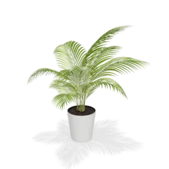 Fast Growing Trees Areca Palm Tree