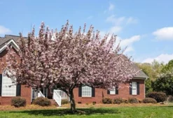 Fast Growing Trees Robinson Crabapple Tree