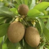 Fast Growing Trees See All Fruit Trees Sapodilla Tree