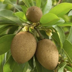 Fast Growing Trees See All Fruit Trees Sapodilla Tree