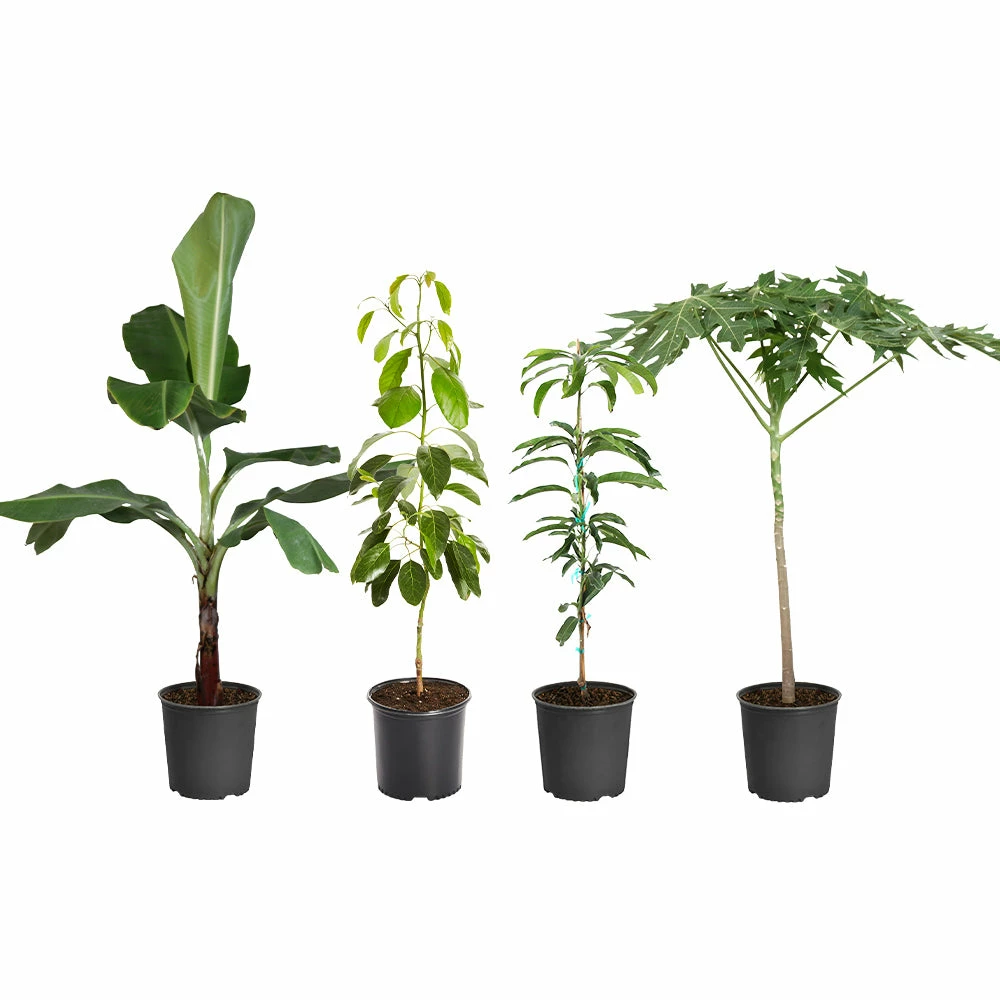 Fast Growing Trees Avocado Trees Smoothie Kit 4 Fast Growing Trees Avocado Trees Smoothie Kit