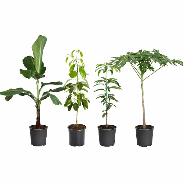 Fast Growing Trees Avocado Trees Smoothie Kit 3 Fast Growing Trees Avocado Trees Smoothie Kit
