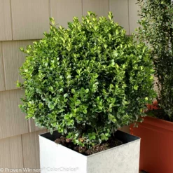 Fast Growing Trees Sprinter® Boxwood Shrub