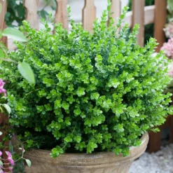 Fast Growing Trees Sprinter® Boxwood Shrub