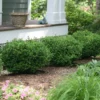 Fast Growing Trees Sprinter® Boxwood Shrub