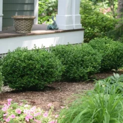 Fast Growing Trees Sprinter® Boxwood Shrub