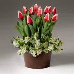 Fast Growing Trees Tabletop Bulb Gardens Red And White Tulips With Star Of Bethlehem