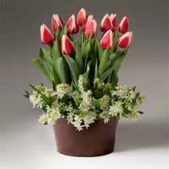 Fast Growing Trees Tabletop Bulb Gardens Red And White Tulips With Star Of Bethlehem