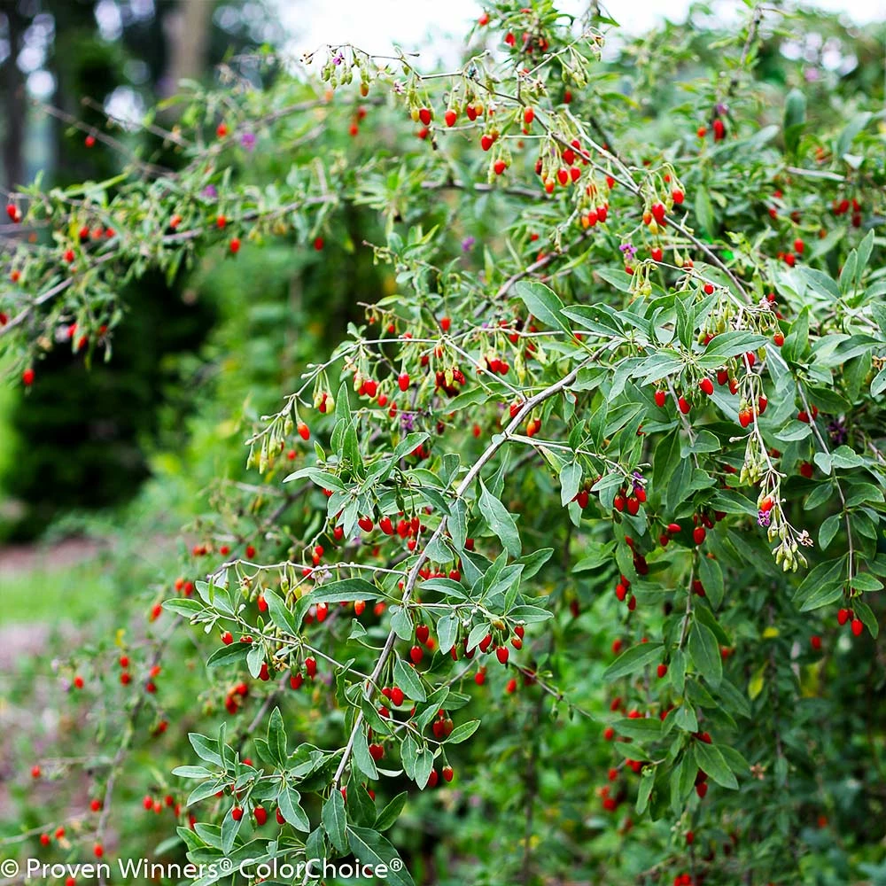 Fast Growing Trees See All Fruit Trees Sweet Lifeberry® Goji Berry 4 Fast Growing Trees See All Fruit Trees Sweet Lifeberry® Goji Berry