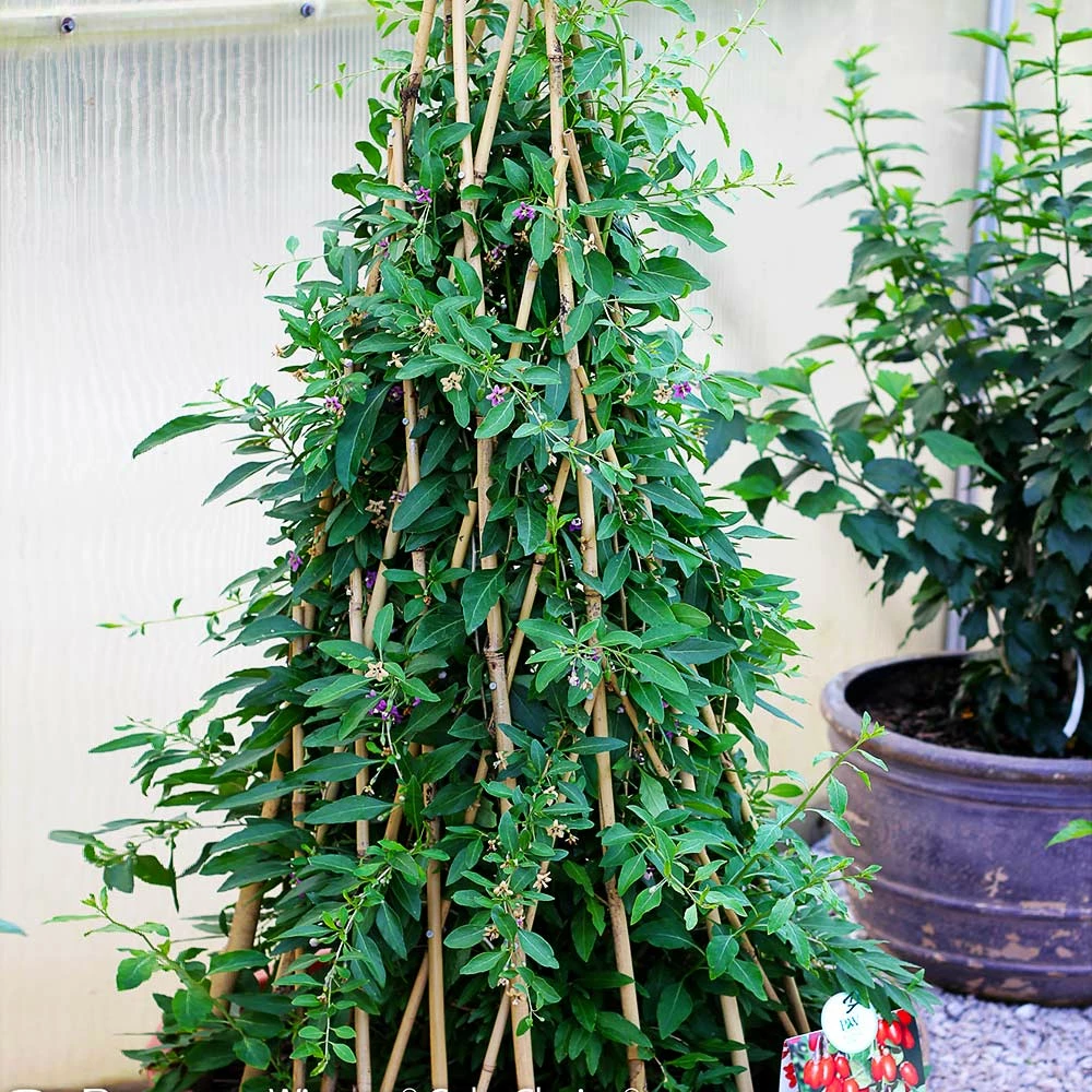 Fast Growing Trees See All Fruit Trees Sweet Lifeberry® Goji Berry 6 Fast Growing Trees See All Fruit Trees Sweet Lifeberry® Goji Berry