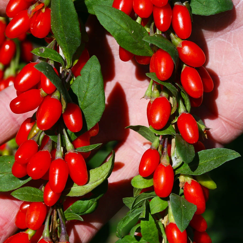 Fast Growing Trees See All Fruit Trees Sweet Lifeberry® Goji Berry 5 Fast Growing Trees See All Fruit Trees Sweet Lifeberry® Goji Berry