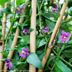 Fast Growing Trees See All Fruit Trees Sweet Lifeberry® Goji Berry 13 Fast Growing Trees See All Fruit Trees Sweet Lifeberry® Goji Berry