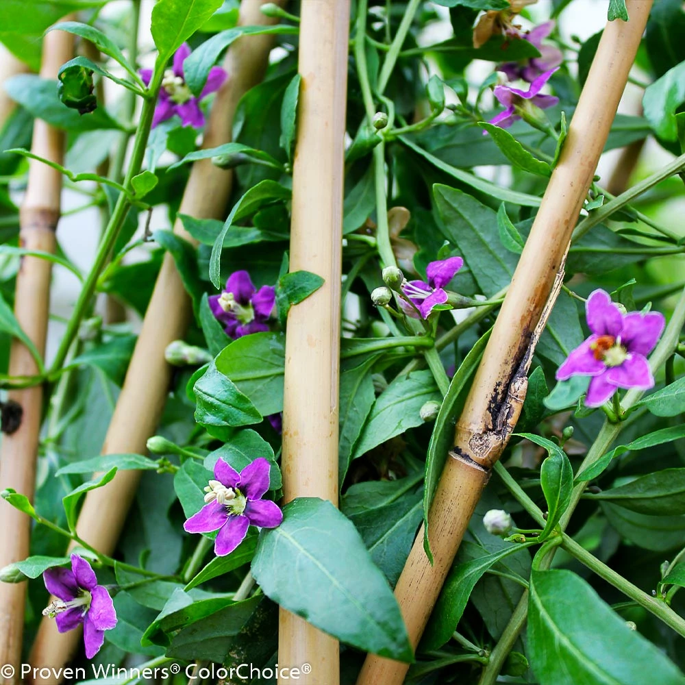 Fast Growing Trees See All Fruit Trees Sweet Lifeberry® Goji Berry 7 Fast Growing Trees See All Fruit Trees Sweet Lifeberry® Goji Berry