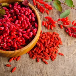 Fast Growing Trees See All Fruit Trees Sweet Lifeberry® Goji Berry 14 Fast Growing Trees See All Fruit Trees Sweet Lifeberry® Goji Berry