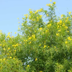 Fast Growing Trees Sundance Tecoma Deer Resistant Plants