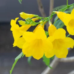 Fast Growing Trees Sundance Tecoma Deer Resistant Plants