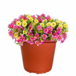 No Warranty MixMasters™ Tea Party Calibrachoa