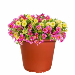 No Warranty MixMasters™ Tea Party Calibrachoa