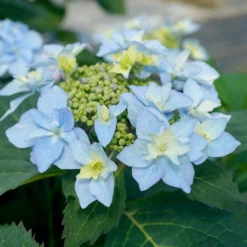 Fast Growing Trees Tuff Stuff Ah-Ha® Hydrangea Shrub