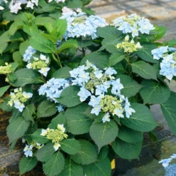 Fast Growing Trees Tuff Stuff Ah-Ha® Hydrangea Shrub