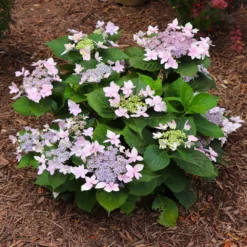 Fast Growing Trees Tuff Stuff Ah-Ha® Hydrangea Shrub