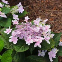 Fast Growing Trees Tuff Stuff Ah-Ha® Hydrangea Shrub