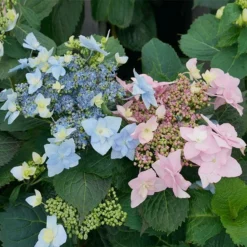 Fast Growing Trees Tuff Stuff Ah-Ha® Hydrangea Shrub