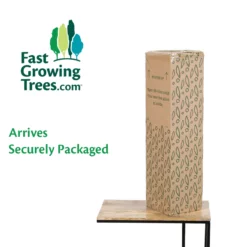 Fast Growing Trees Red Anthurium Plant