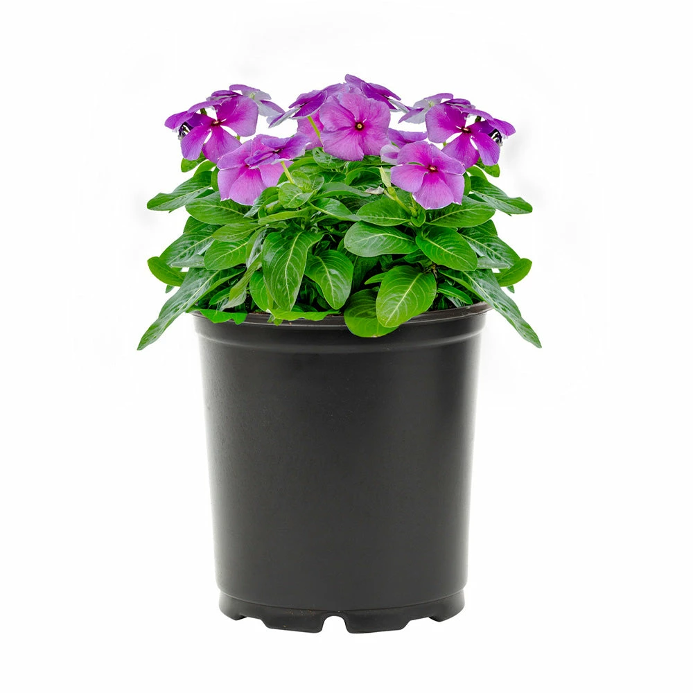 No Warranty Blue Vinca 4 No Warranty Blue Vinca