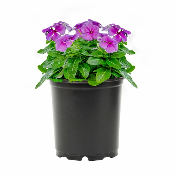 No Warranty Blue Vinca 3 No Warranty Blue Vinca