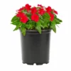 No Warranty Red Vinca Annuals 2 No Warranty Red Vinca Annuals