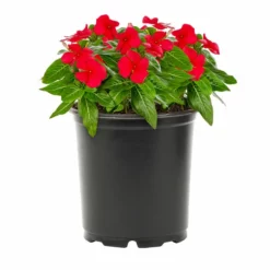 No Warranty Red Vinca Annuals