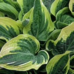Fast Growing Trees Wide Brim Hosta See All Shrubs & Hedges