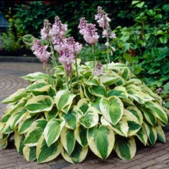 Fast Growing Trees Wide Brim Hosta See All Shrubs & Hedges